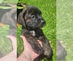 Small Photo #8 Cane Corso Puppy For Sale in HOUSTON, TX, USA