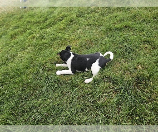 Medium Photo #40 Rat Terrier Puppy For Sale in ELLENSBURG, WA, USA