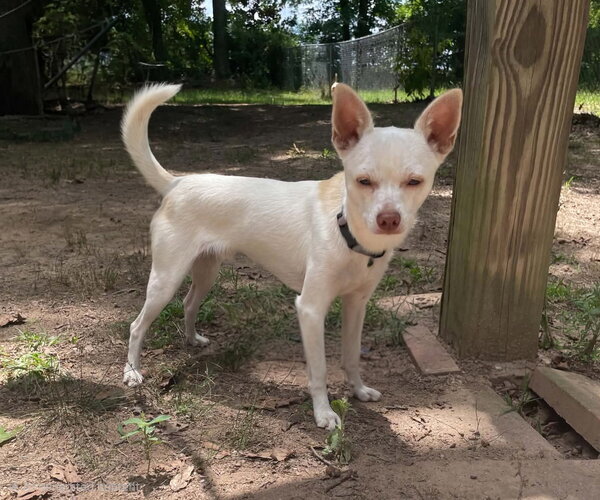Medium Photo #3 Chihuahua-Unknown Mix Puppy For Sale in Social Circle, GA, USA