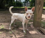 Small #2 Chihuahua Mix