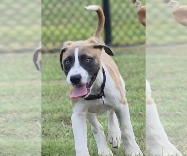 Medium Photo #2 Mutt Puppy For Sale in The Woodlands, TX, USA