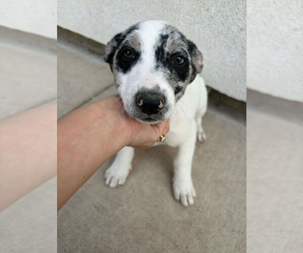 Medium Photo #2 Border Collie-Unknown Mix Puppy For Sale in Brewster, NY, USA