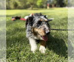Small #2 Mutt