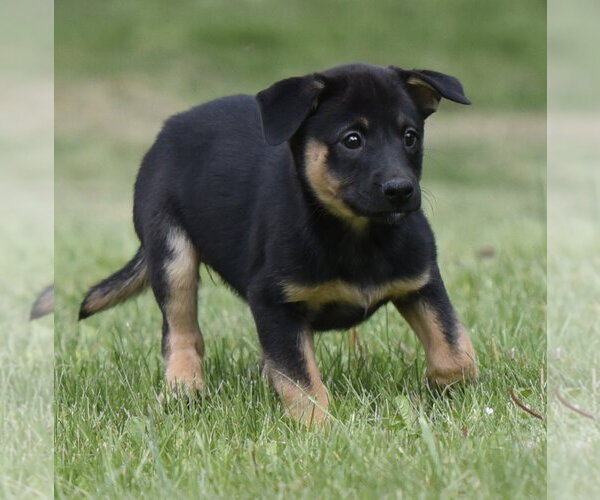 Medium Photo #8 Borador Puppy For Sale in Mechanicsburg, PA, USA