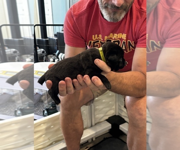 Medium Photo #40 Cane Corso Puppy For Sale in REEVESVILLE, SC, USA