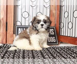 Shih Tzu Puppy for sale in NAPLES, FL, USA