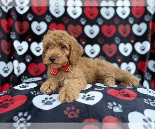 Medium Photo #4 Cock-A-Poo Puppy For Sale in LAKELAND, FL, USA