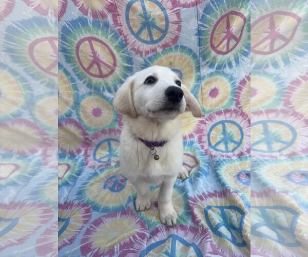 Medium Photo #3 Labrenees Puppy For Sale in New London, WI, USA