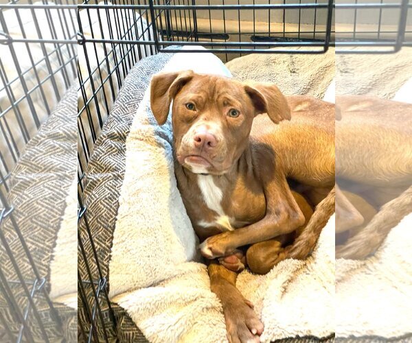 Medium Photo #11 American Bulldog-Unknown Mix Puppy For Sale in Rowayton, CT, USA