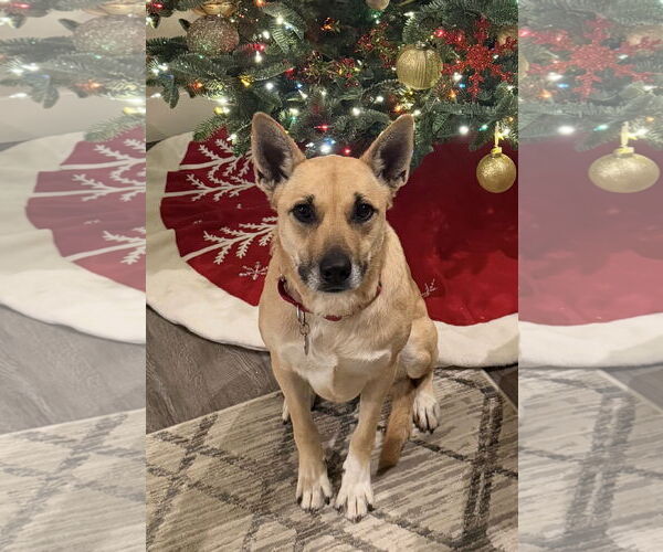 Medium Photo #2 Carolina Dog-Unknown Mix Puppy For Sale in San Jose, CA, USA