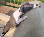 Small Photo #5 Italian Greyhound Puppy For Sale in NEWTOWN SQUARE, PA, USA