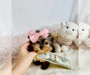 Yorkshire Terrier Puppy for sale in TAMPA, FL, USA