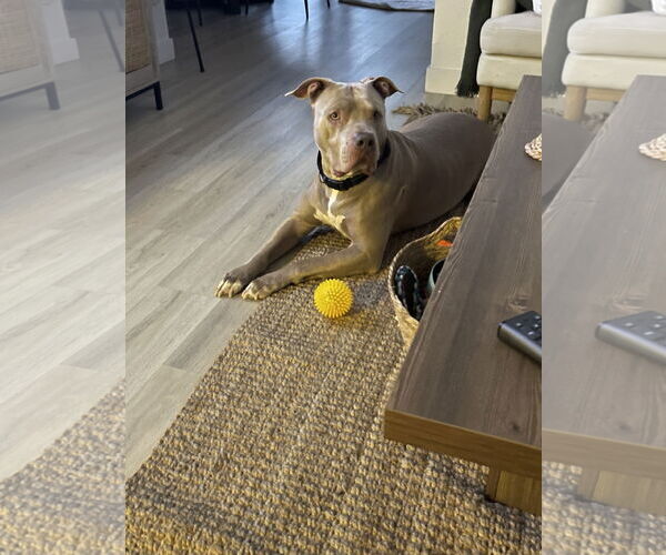Medium Photo #5 American Pit Bull Terrier-Unknown Mix Puppy For Sale in Chandler, AZ, USA