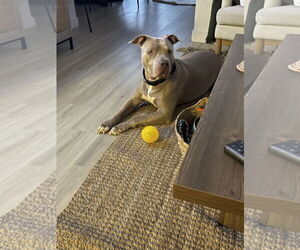 PUDGE - Male American Pit Bull Terrier-Unknown Mix Dog for Adoption - Photo #5