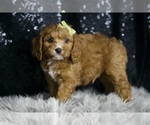 Small Photo #101 Cavapoo Puppy For Sale in WARSAW, IN, USA