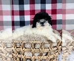 Small Photo #5 Maltipoo Puppy For Sale in GREENWOOD, IN, USA