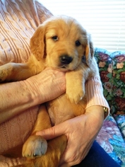 Golden Retriever Puppy for sale in EAGLE, ID, USA