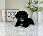 Small #2 ShihPoo