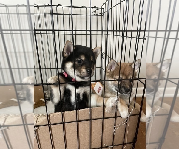 Full screen Photo #9 Shiba Inu Puppy For Sale in DENVER, CO, USA
