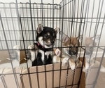 Small Photo #9 Shiba Inu Puppy For Sale in DENVER, CO, USA
