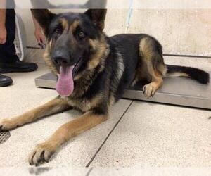 German Shepherd Dog Dogs for adoption in Riverside, CA, USA