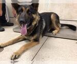 Small German Shepherd Dog