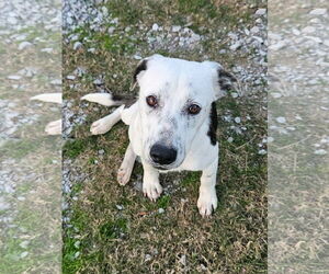 Mutt Dog for Adoption in Wakefield, Rhode Island USA