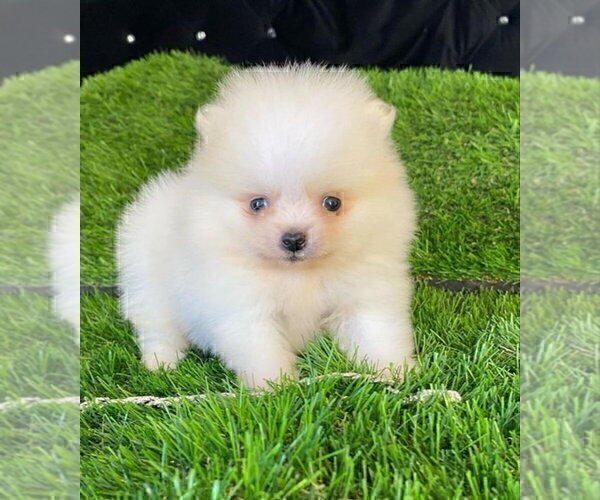 Medium Photo #6 Pomeranian Puppy For Sale in FORT LAUDERDALE, FL, USA