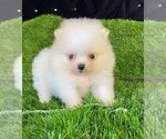 Small #5 Pomeranian