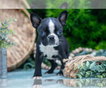 Small #3 Boston Terrier