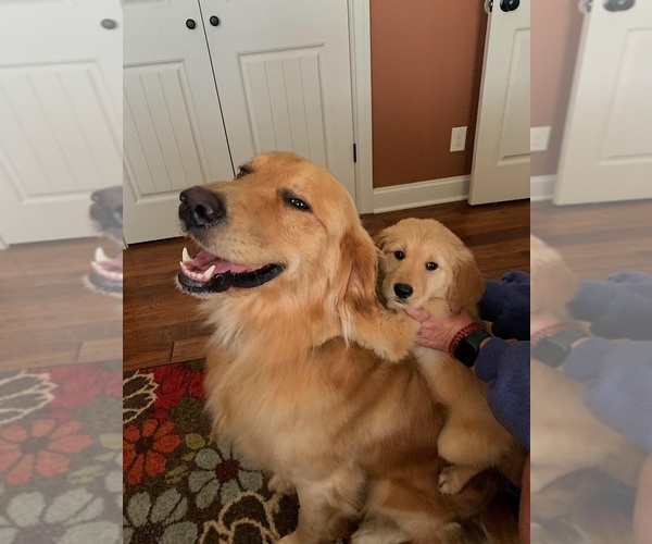 Medium Photo #1 Golden Retriever Puppy For Sale in SEBREE, KY, USA