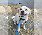 Small #5 Pug Mix