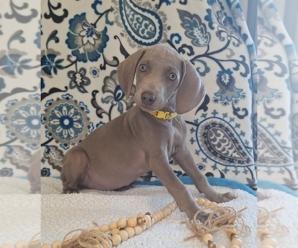 Medium Photo #4 Weimaraner Puppy For Sale in LEWISBURG, KY, USA