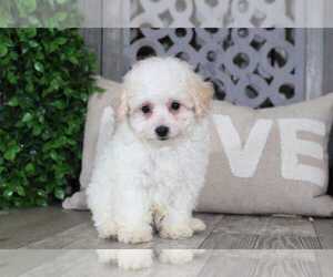 Poodle (Toy) Puppy for sale in MOUNT VERNON, OH, USA