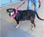 Small #1 Bluetick Coonhound Mix