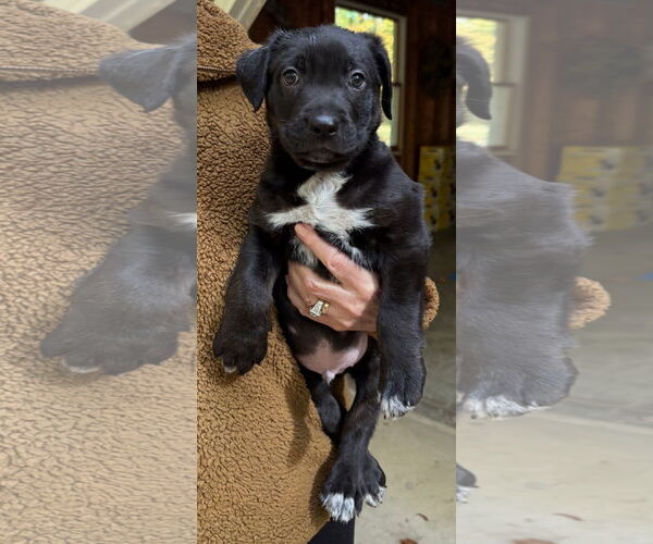 Medium Photo #1 Labrador Retriever-Unknown Mix Puppy For Sale in Clarkston, MI, USA