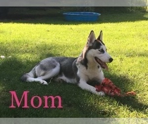 Mother of the Siberian Husky puppies born on 12/16/2022