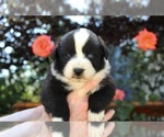 Puppy Diamond Australian Shepherd