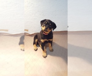 Rottweiler Puppy for sale in ATHOL, ID, USA