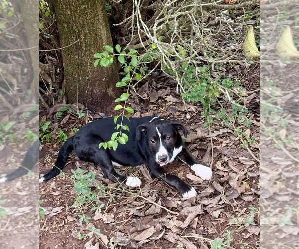 Medium Photo #2 Mutt Puppy For Sale in Oakhurst, NJ, USA