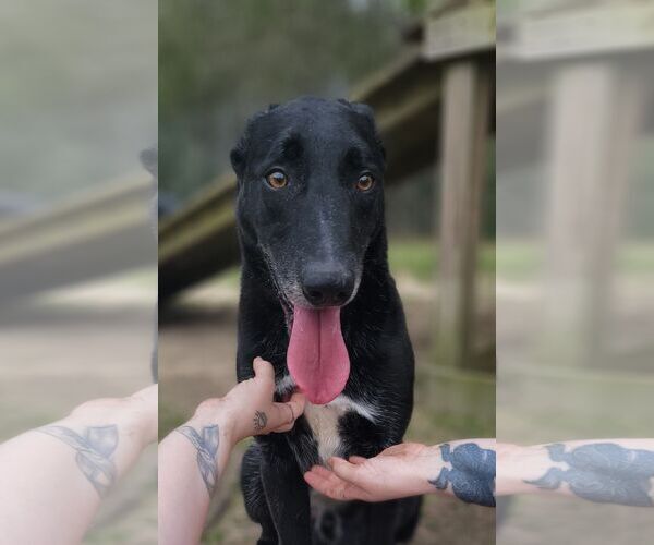 Medium Photo #1 German Shepherd Dog-Unknown Mix Puppy For Sale in Orangeburg, SC, USA