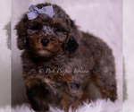 Small #3 Poodle (Toy)