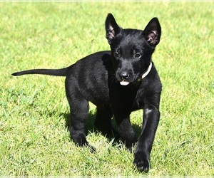Belgian Malinois Puppy for sale in LA PINE, OR, USA