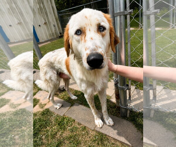 Medium Photo #7 English Setter-Great Pyrenees Mix Puppy For Sale in Houston, TX, USA