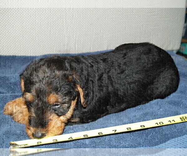 Medium Photo #36 Airedale Terrier Puppy For Sale in CHARLESTOWN, IN, USA