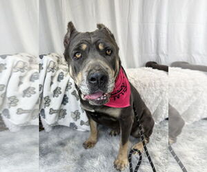 Mutt Dogs for adoption in Goodyear, AZ, USA