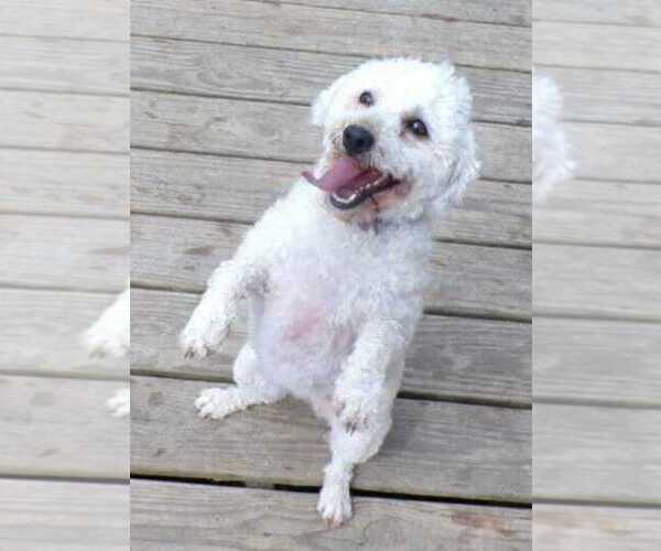 Medium Photo #1 Havapoo Puppy For Sale in HURRICANE MILLS, TN, USA