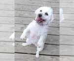 Small Photo #1 Havapoo Puppy For Sale in HURRICANE MILLS, TN, USA