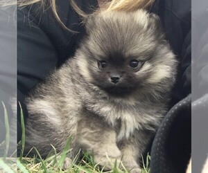 Pomeranian Puppy for Sale in SHAWANO, Wisconsin USA
