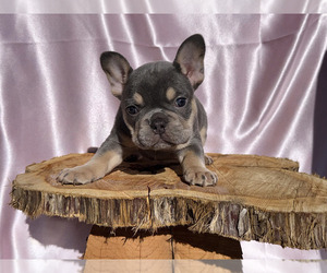 French Bulldog Puppy for sale in EDEN, NC, USA